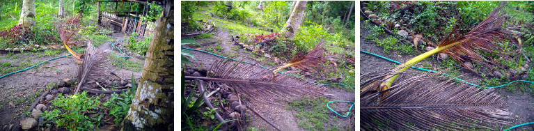 Images of fallen coconut tree branches