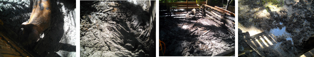 Images of open pig pens after tropical
        rain