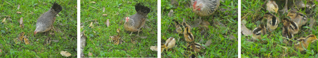 Images of hen with chicks in a
        tropical garden