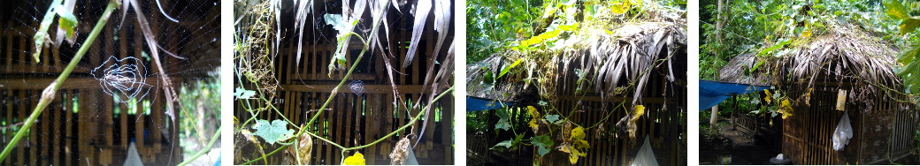 Images of spider's web in tropical backyard