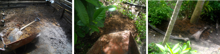Images of pig compost on tropical
        garden