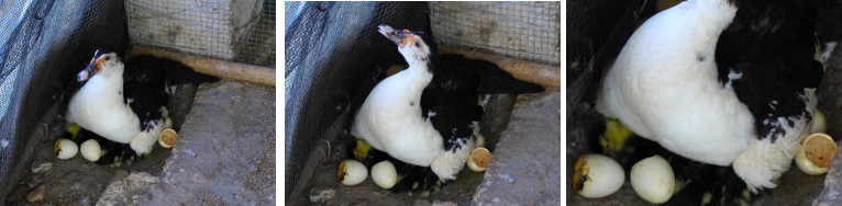 Ikages of Muscovy duck with newly hatched ducklings
        under her breast
