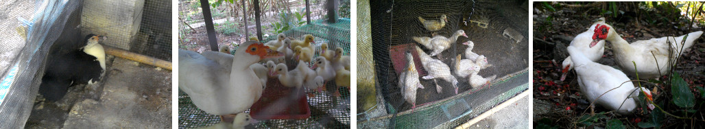 Images of Muscovy ducks: Sitting,
        Newly hatched, being fattened and free