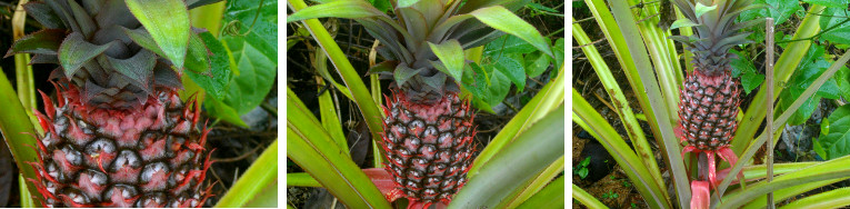 Images of pineapple growing in
        tropical garden
