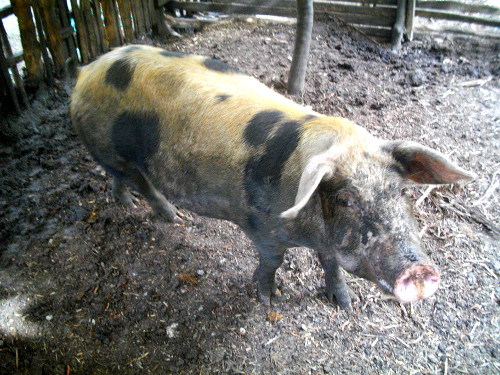 Image of pregnant pig