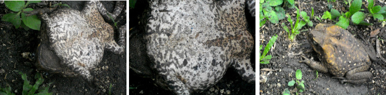Images of toad found in tropical
        garden