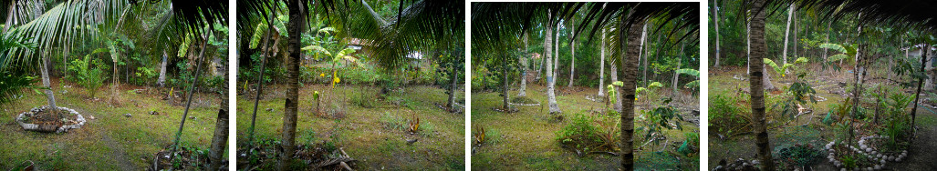 Images of tropical garden a few days after end of
        draoght