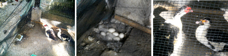 Images of Muscovy ducks and their
        eggs
