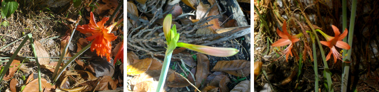 Images of Lillies growing in tropical garden during a
        drought