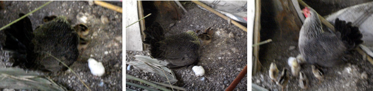 Images of new born chicks in tropical
        backyard