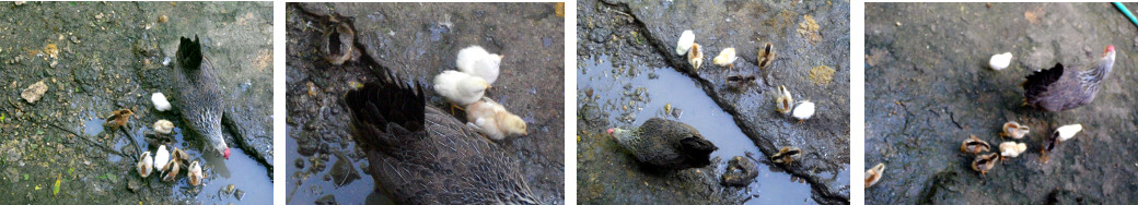 Images of young chicks with mother in
        tropical backyard