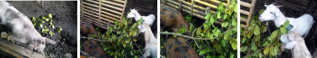 Images of tropical backyard animals eating lanka leaves