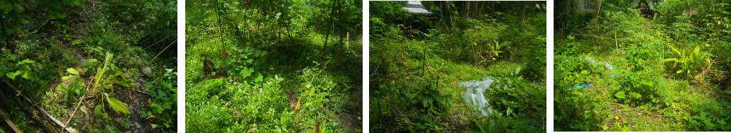 Images of tropical backyard area designated for pig
        pens