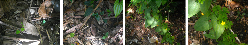 Images of seedlings growing in tropical backyard garden