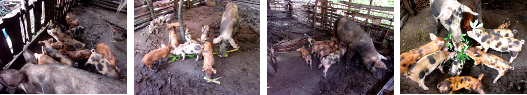 Images of tropical backyard piglets eating solid food
        with their mother