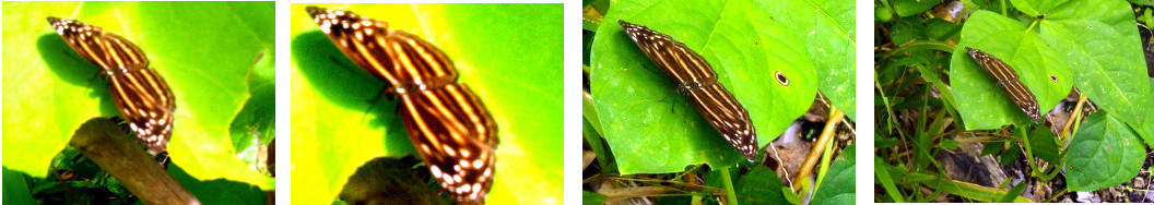 Images of tropical backyard butterfly