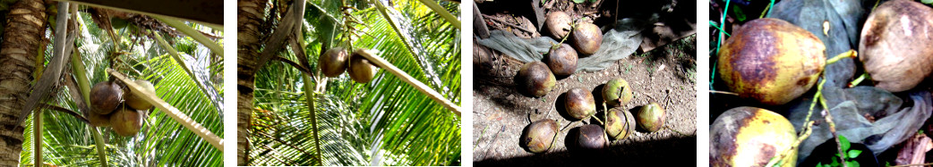 Images of coconutsbeing harvested with a knife on a long
        stick