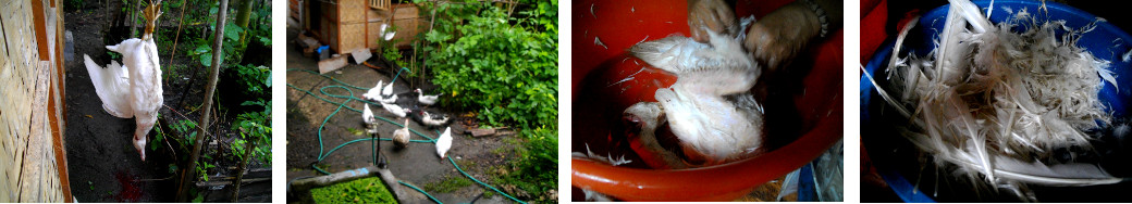 Images of slaughtered duck being prapared in tropical
        backyard kitchen
