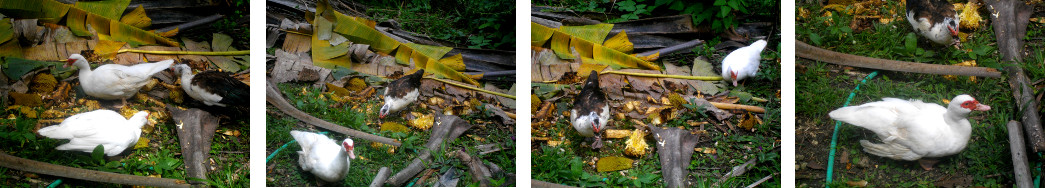 Images of Muscovy Dusks scavenging in tropical backyard