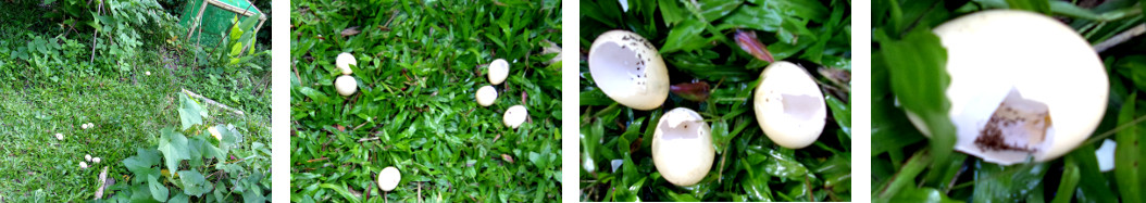 Images of eggs found eaten by something
        in a tropical backyard