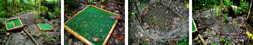 Images of garden frames replaced by wire netting as
        defence against chickens in tropical backyard