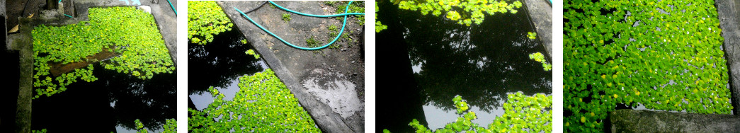 Images of full water reservoir after
        tropical night rain