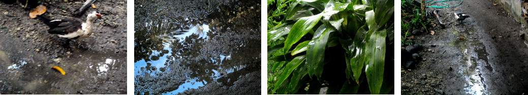 Images of an early tropical morning after rain in the
        night