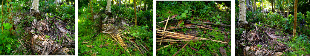 Image of wood dumped around coconut
        tree