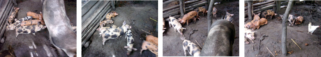 Images of one month old piglets in tropical backyard