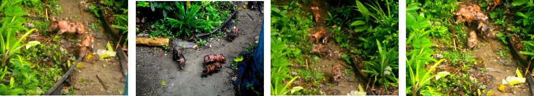 Images of tropical backyard piglets exploring
        environment