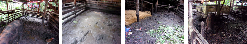 Images of tropical backyard boar moved
        to new pen because of flooding in old pen