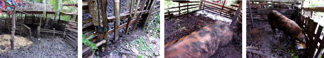 Images of tropical backyard boar
        returned to original pen after escaping from new pen