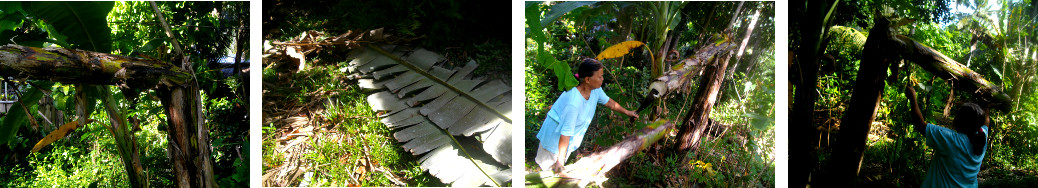 Images of woman chopping down a banana tree in a
        tropical backyard after harvesting the fruit