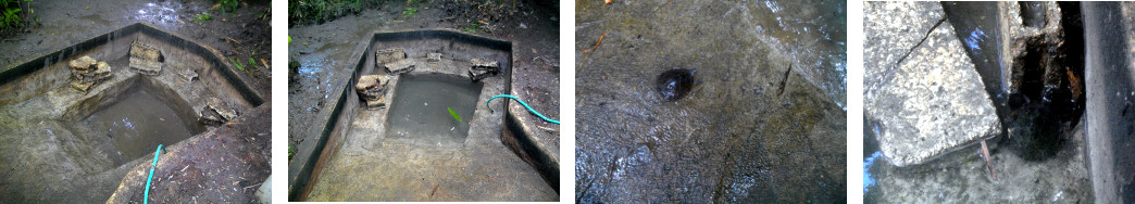Images of tropical backyard duckpond being cleaned -with
        turtle