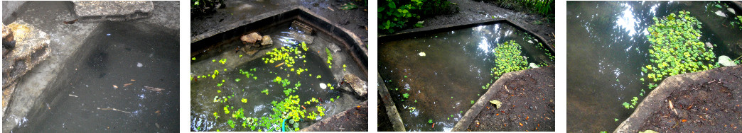 Images od tropical backyard duckpond after cleaning
