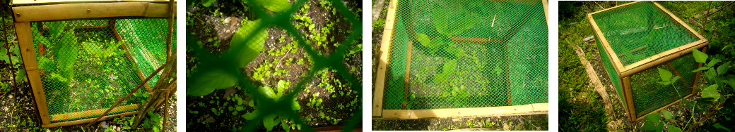 Imags of seedlings growing in tropical garden frame