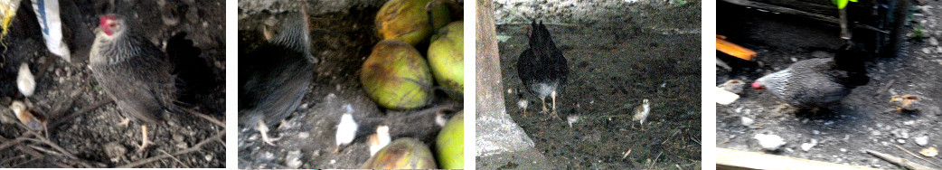 Images of Hen with young chicks