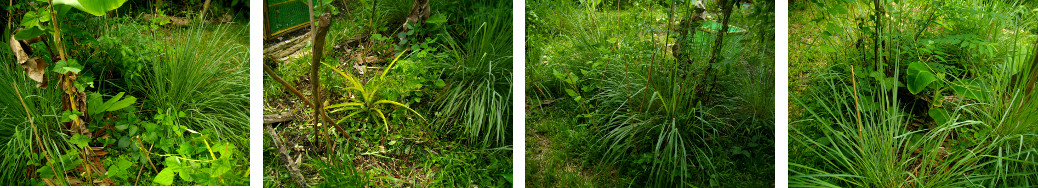 Images of tropical garden patch being
        tidied up