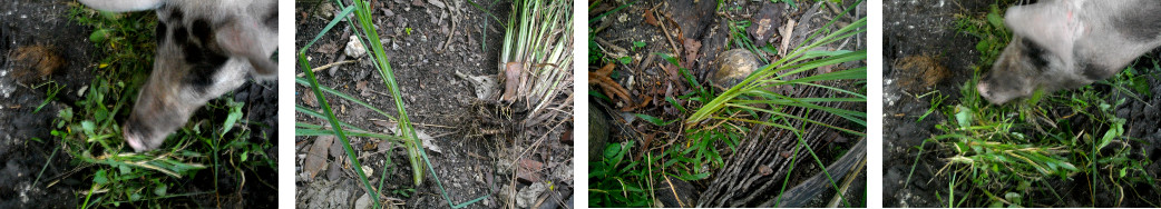 Images of weeds fed to pigs and unwanted lemon grass
        replanted elsewhere