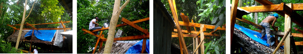 Images of construction of pig pen roof in a tropical
        backyard