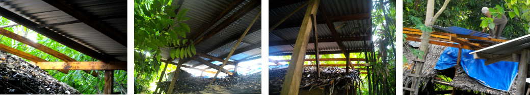 Images of construction of tropical backyard pig pen roof
        outside old pen