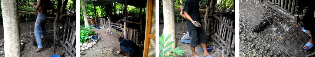 Images of start of construction for a new pig pen in a
        tropical backyard