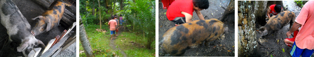 Images of tropical backyard boar
            being tied up for transport