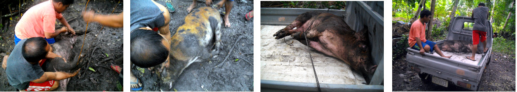 Images of tropical backyard pig
            being tied up and pot in a truck