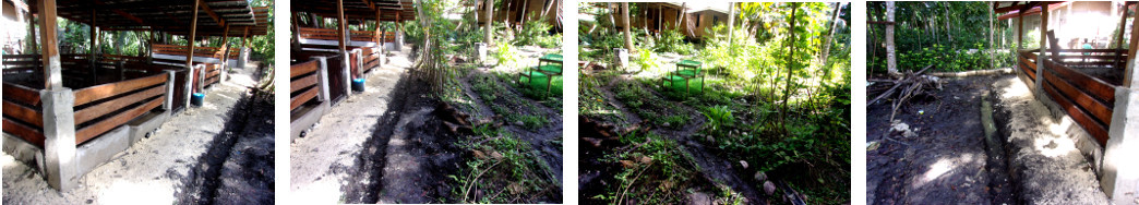 Images of, effect on tropical
          backyard of bulders constructing pig pens