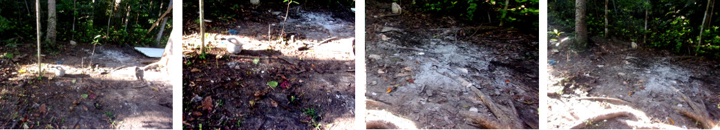 Images of tidied up area in tropical backyard after
          builders have left