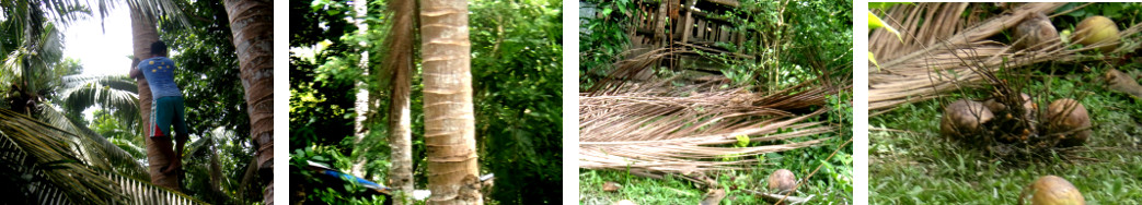 Images of coconuts being gathered in
        tropical backyard