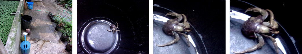 Images of tropical backyard Hermit
        Crab trapped in a bucket