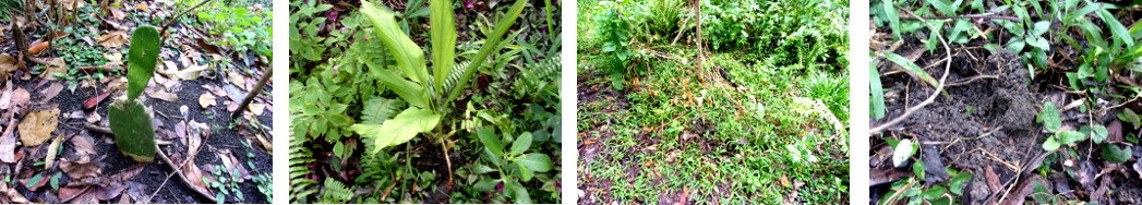 IMages of tropical backyard plants removed from proposed
        area for new pig pen