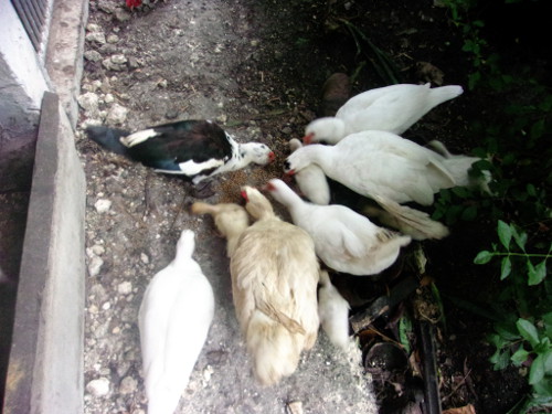 Image of tropical backyard ducks